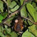 bat_fruit_lan_baa_v_0215_mal0267.jpg